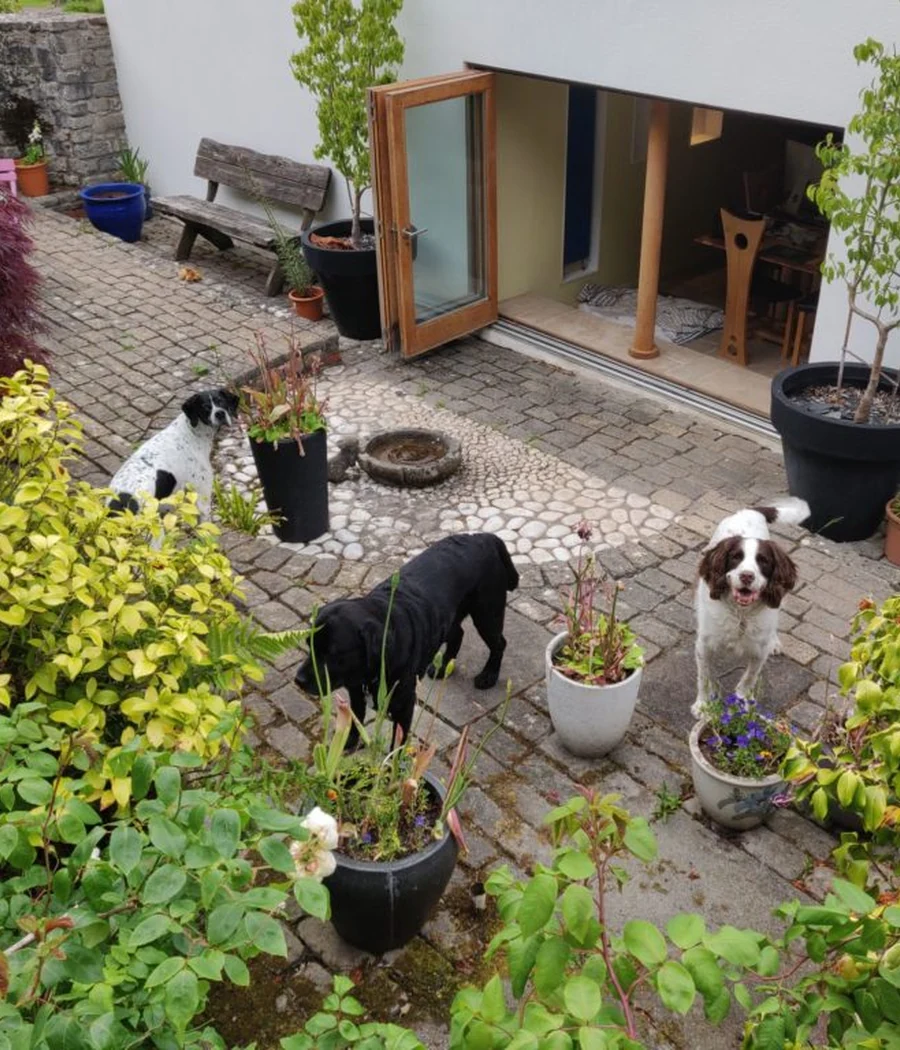The white cottage and garden at Woolmers Home Boarding