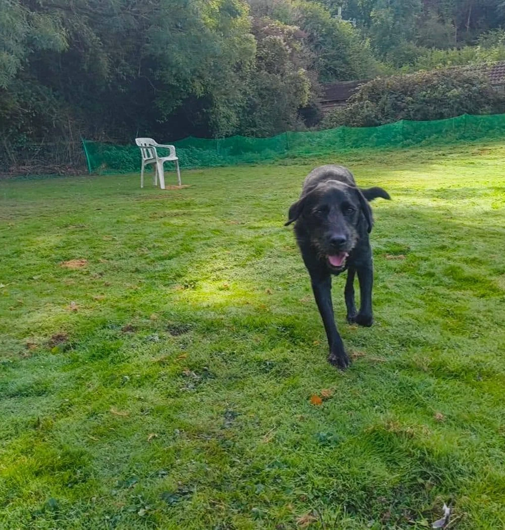 Dogs exploring Woolmers’ grassy, fully enclosed paddock