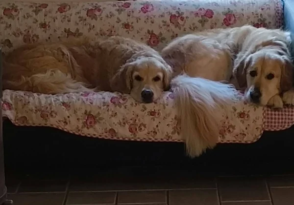 A Woolmers guest making themself comfortable on the sofa